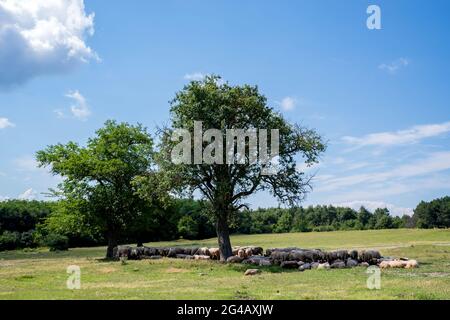 Gregge di pecore tagliate giace sotto un albero nella prateria Foto Stock