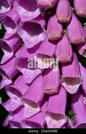 Purpurea digitale, nota anche come Foxglove. Primo piano di fiori rosa a forma di campana Foto Stock