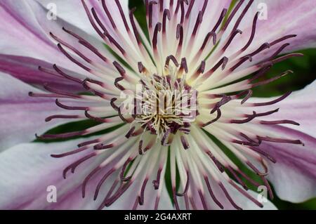 Primo piano del fiore di Clematis viticella (Clematis viticella Foto Stock