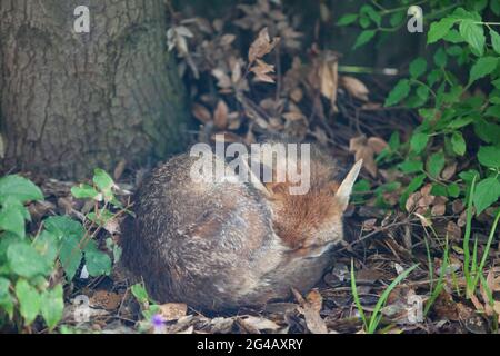 Tempo britannico, 20 giugno 2021: In estate solstizio cieli grigi e frizzle rendono difficile adorare il sole. Per le volpi notturne il giorno è comunque per dormire. Questo cane volpe, residente in un giardino a Clapham, a sud di Londra, snooze e sbadigli su un letto di foglie sotto un lecco. Anna Watson/Alamy Live News Foto Stock