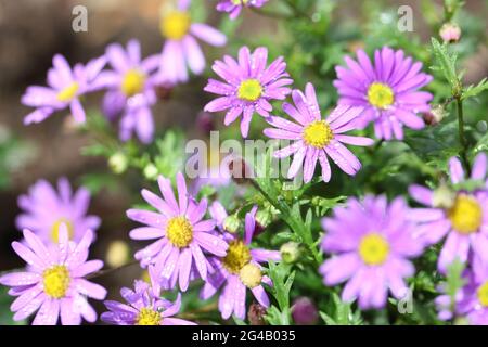 Primo piano di fiori Rock Daisy 'Brasco Violet' / Brachyscome angustifolia Foto Stock