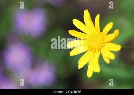 Primo piano di Yellow Bush Daisy / Euryops crisantemoides , 'Sonenschein' Foto Stock