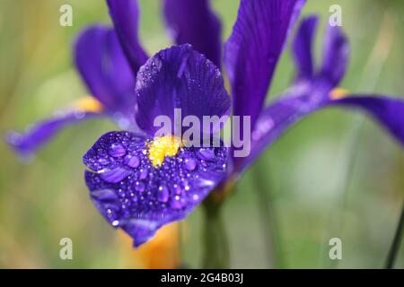 Meteo / natura Concept - primo piano di gocce di pioggia su petali di un iride viola e giallo fiorito / Iris reticulata Foto Stock