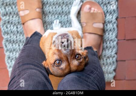 Dolce mutt seduto tra le gambe del suo proprietario Foto Stock