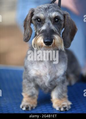 Dachshund in miniatura con capelli a filo ad uno spettacolo di cani. Il dachshund con i capelli a filo, l'ultimo a svilupparsi, è stato allevato alla fine del 19 ° secolo. C'è una possibilità Foto Stock