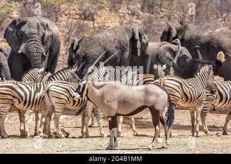 Vari animali all'interno del Parco Nazionale di Etosha in Namibia, Africa Foto Stock