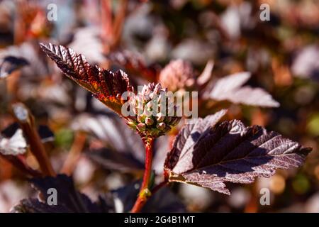 foglie giovani brillanti di una pianta bladderwort su un caldo giorno estivo soleggiato Foto Stock