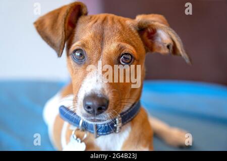 Cucciolo di razza mista con colletto blu Foto Stock