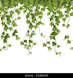 Ivy impianto ramo cartoon illustrazione vettoriale. Illustrazione Vettoriale
