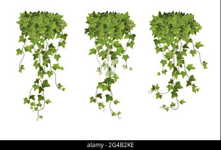 Ivy impianto ramo cartoon illustrazione. Illustrazione Vettoriale