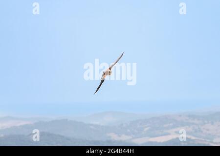 Un gheppio comune maschio (Falco tinnunculus) in volo Foto Stock