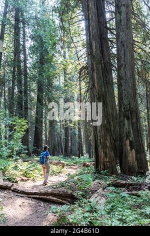 Donna escursionista sul sentiero attraverso Ross Creek Cedar Grove, Kootenai National Forest, Montana, Stati Uniti Foto Stock