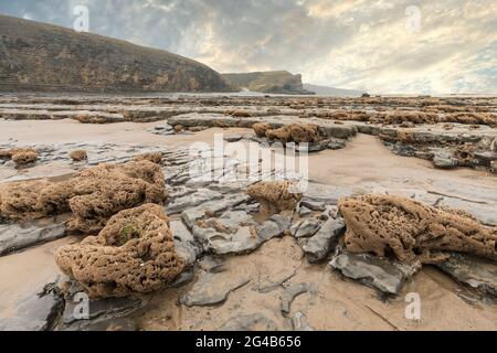 I vermi coloniali o Honeycomb Worms Sabellaria alveolata sulla spiaggia di Traeth Mawr sul Wales Coast Path vicino Monknash, Galles, Regno Unito Foto Stock
