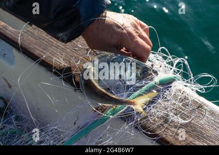 Pescatore che riporta la rete con uno sgombro a cavallo in una barca Foto Stock