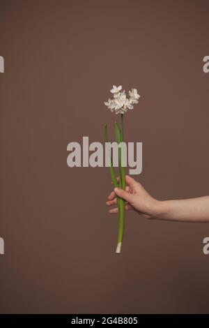 Narcisi di fiori bianchi in mano femminile su sfondo di carta marrone minimo Foto Stock