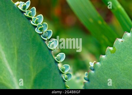 La spina dorsale del diavolo, la madre delle migliaia, la pianta degli alligatori, o la pianta messicana del cappello (Brayophyllum daigremontianum) Foto Stock