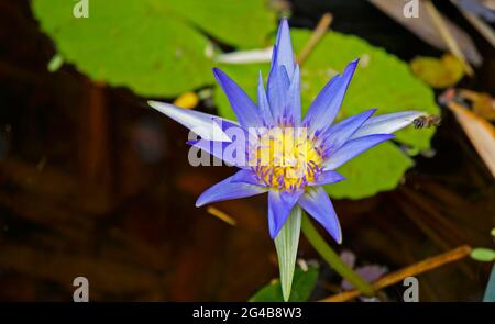 Giglio d'acqua blu (Nymphaea caerulea) Foto Stock