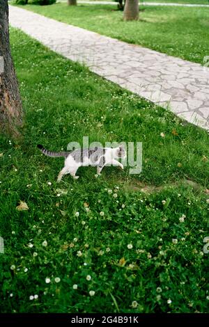 Gatto tabby bianco cammina lungo un prato di fiori fino a un sentiero tra gli alberi Foto Stock