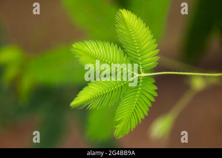 Mimosa pudica pianta sensibile (pianta sonnolenta, pianta d'azione, pianta di palamaro, pianta umile) nella famiglia dei piselli: Fabaceae, regione natale: America del Sud e Centro Foto Stock