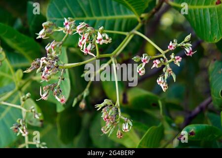 Fiori di anacardio (Anacardium occidentale) su albero Foto Stock