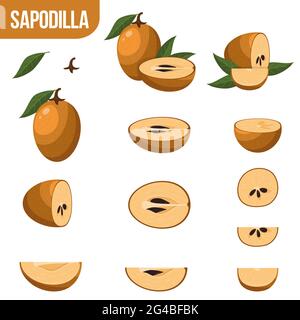 Sapodilla Fruit schizzo icona isolata. Disegno di disegno botanico vettoriale di frutti tropicali interi o esotici manilkara zapota interi e tagliati con semi per j Illustrazione Vettoriale