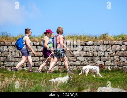 Le donne camminano con i cani lungo una sezione del muro di clayton con la cima del tappeto erboso mentre camminano lungo il sentiero nazionale delle mura di Adriano Foto Stock