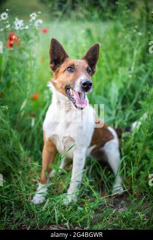 Volpe Terrier con capelli lisci Foto Stock