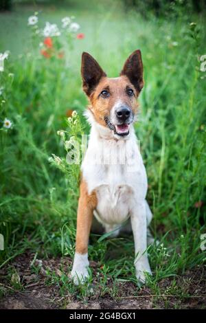 Volpe Terrier con capelli lisci Foto Stock