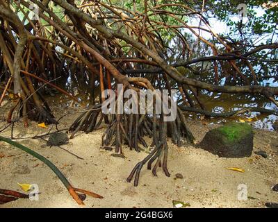 Radici di mangrovie rosse (rizophora mangle) Foto Stock