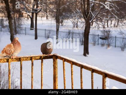 Uccelli Pigeon in inverno seduta sul balcone ringhiera all'aperto. Foto Stock