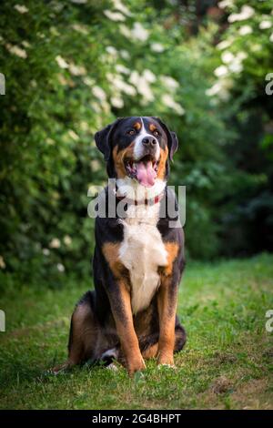 Maggiore Swiss Mountain Dog Foto Stock