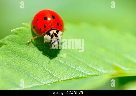 Ladybeetle asiatico (Harmonia axyridis) poggiato su una foglia verde. Foto Stock