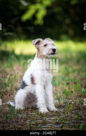 Cucciolo di Fox Terrier con capelli di filo Foto Stock