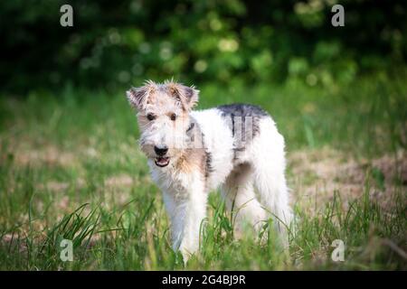 Cucciolo di Fox Terrier con capelli di filo Foto Stock