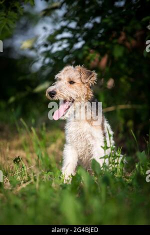 Cucciolo di Fox Terrier con capelli di filo Foto Stock