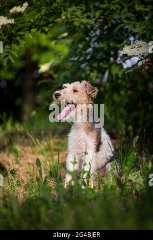 Cucciolo di Fox Terrier con capelli di filo Foto Stock