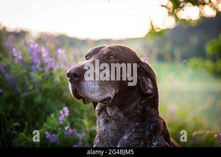 Deutsch Kurzhaar (puntatore tedesco shorthared) Foto Stock