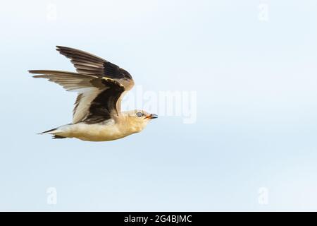 Piccolo Pratincole in volo isolato su sfondo blu chiaro Foto Stock