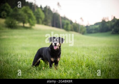 Pinscher austriaco Foto Stock