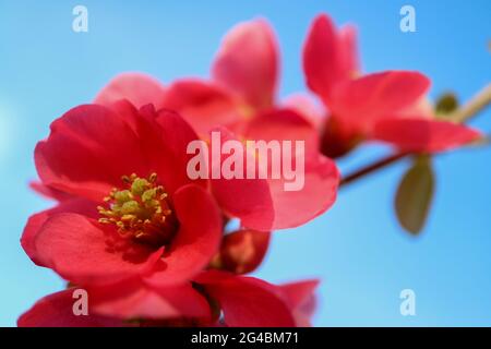 Fiori di mela cotogna rossi giapponesi con petali delicati e stamens gialli, rametto di mela cotogna di Maule, japonica, fiori di primavera rossi con cielo blu Foto Stock