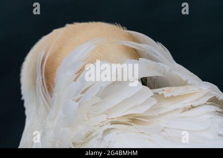 Una gannetta settentrionale su Heligoland nasconde la testa nel suo piumaggio. Solo il suo occhio blu si sbircie Foto Stock