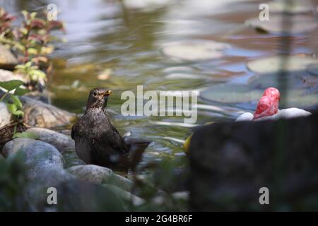 Ringiovanimento del bagno del ricattolo nel laghetto del giardino, Turdus merula, Germania Foto Stock