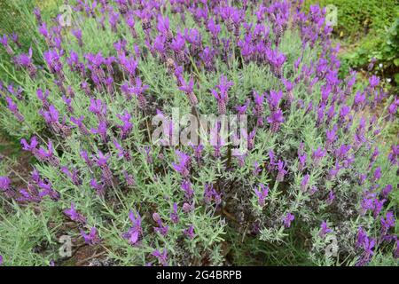 Grande cespuglio di lavanda Foto Stock