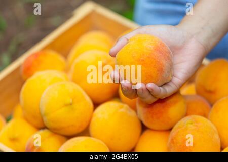 giovane agricoltore che tiene pesche Foto Stock