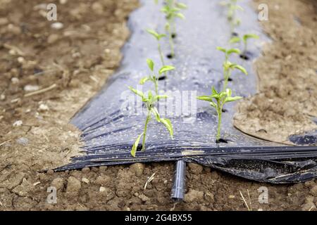 Piantagione di asparagi nel campo, agricoltura biologica e ortaggi Foto Stock