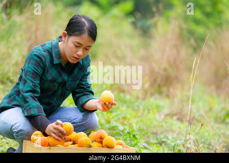 giovane agricoltore che tiene pesche Foto Stock