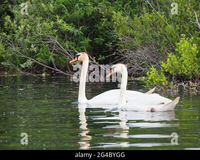 Coppia di Swans sul lago Lansing contro colorato sfondo paludoso Haslett, mi USA Foto Stock