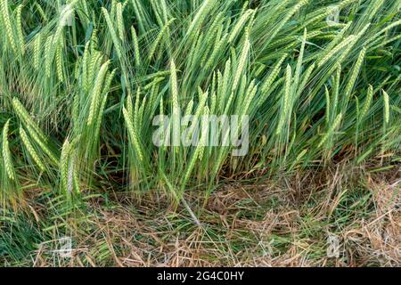 Area di dettaglio di un giovane raccolto verde di orzo a due file in un campo Foto Stock