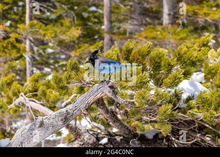 Steller's Jay - primo piano di un fieno di Steller's hopping su un ramo innevato di pini sulla riva del lago Dream nel Rocky Mountain National Park, CO, USA. Foto Stock