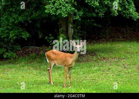 Cervi giovani - UN giovane cervo dalla coda bianca che pascolano su un prato sul lato della Colonial Parkway in una serata primaverile. Vicino alla storica Jamestown, Virginia, USA. Foto Stock